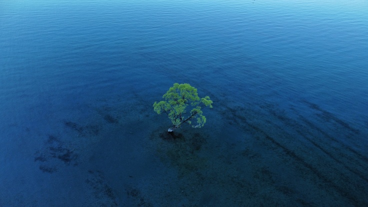 Wanaka Tree as captured via drone from the air