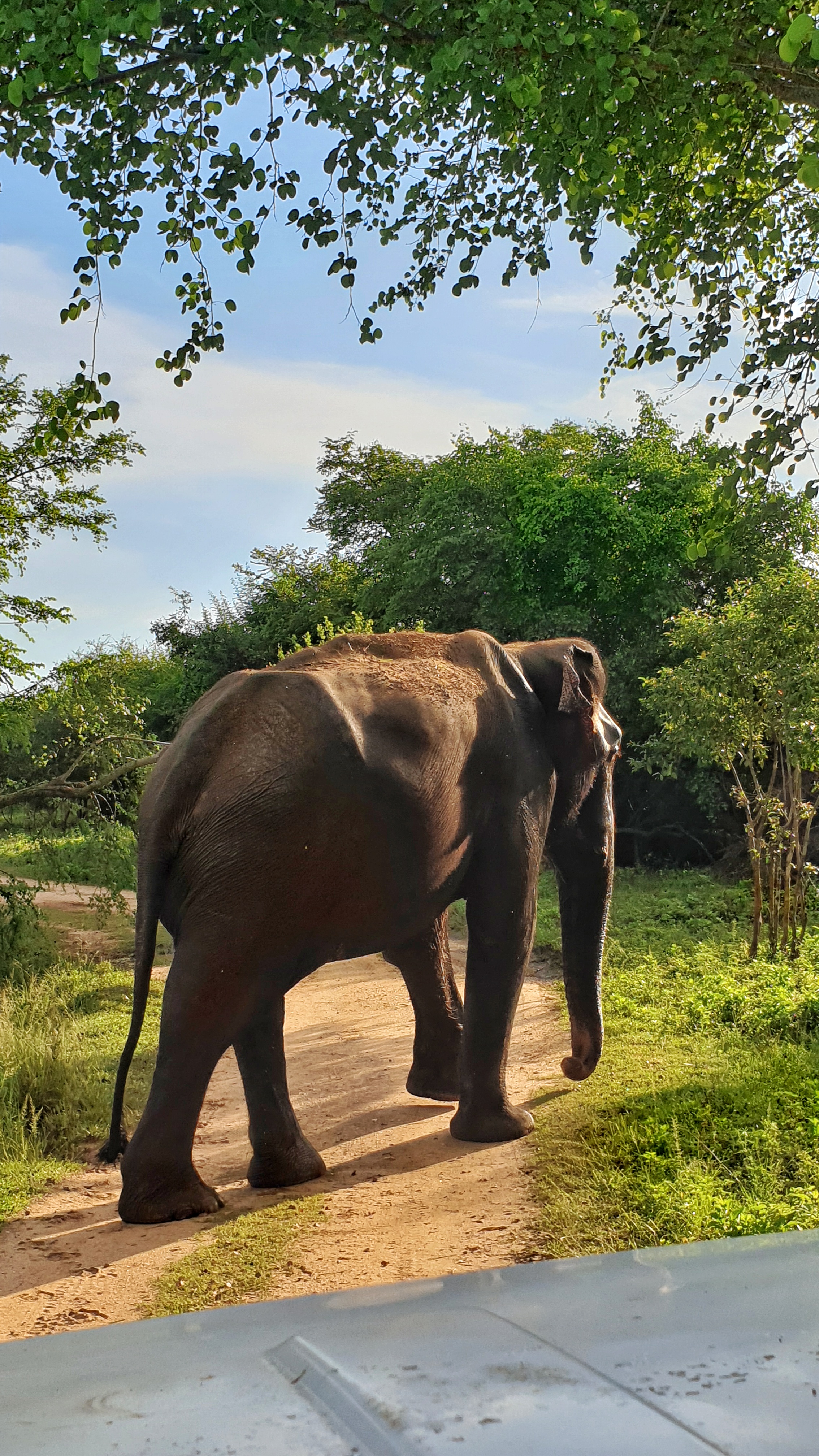 Big male bull elephant, Udawalawe national park